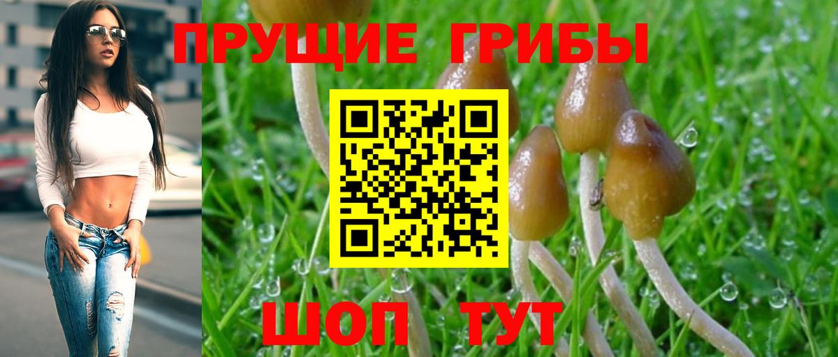 Уварово  Галлюциногенные грибы Cubensis  Вход с VPN 
